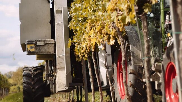 Mechanical grape picker straddles vineyard row as it harvests the grapes