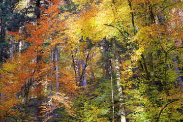 Herbstwald