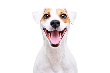 Portrait of a smiling dog Jack Russell Terrier, closeup, isolated on white background