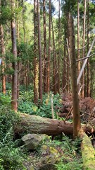 There are broken trees in an old abandoned park. Beautiful and broken tree trunks in the forest. Broken tree branches. Demonic, mystical, strange and scary place.