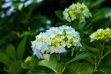 White hydrangea flowers in the garden