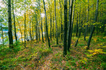 Fototapeta na wymiar Autumn landscape, forest tree trunks, falling foliage.