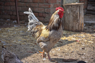 cock close up in the backyard