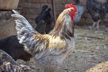 cock close up in the backyard