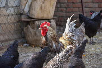 cock close up in the backyard