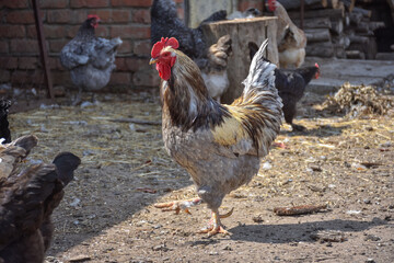 cock close up in the backyard