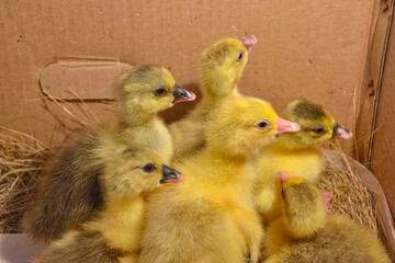 yellow little ducklings in a box close-up