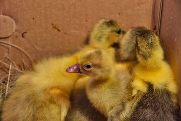 yellow little ducklings in a box close-up