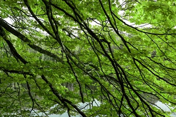 Green leaves of the deciduous tree in summer. Green natural background