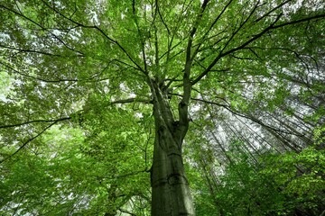 Fototapeta premium Green leaves of the deciduous tree in summer. Green natural background