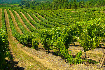 Viñedos pertenecientes a la bodega Bodega Terras Gauda, integrada en la D.O. Rías Baixas,...