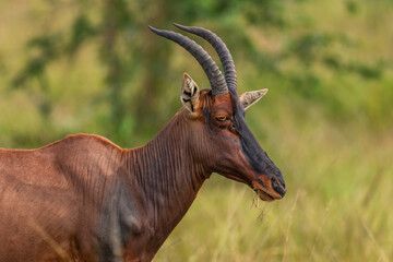 Topi antelope - Damaliscus lunatus, beautiful large antelope from African savannahs and bushes,...
