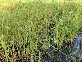Oryza sativa is a herbaceous herbaceous plant. The tree is pale yellow. There are small bunches of...