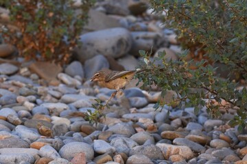 Vogel im Sesriem Canyon im Namib-Naukluft Nationalpark in Namibia.