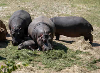 Fototapeta na wymiar Hippopotamus family eating hay at the zoo, little hippopotamus lying on the grass