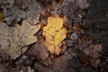 Macro photo of an autumn leaf with rain drops