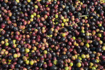 Fruto de oliva. Aceite de oliva virgen extra. Olivas en envero. Olivos y aceitunas en detalle y primer plano..