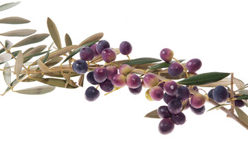 Fruto de oliva. Aceite de oliva virgen extra. Olivas en envero. Olivos y aceitunas en detalle y primer plano..