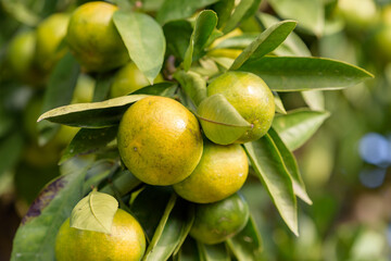 Satsuma orange fruit that began to ripe, on the tree