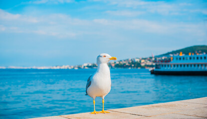 Seagull on the sea coast close up, vacation concept...