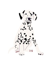 dalmatian dog portrait