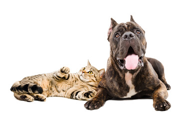 Cute cane corso dog and cat scottish straight lying together isolated on white background