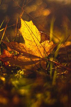 Fallen autumn leaf against the sun