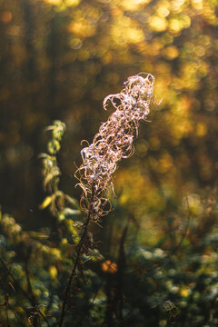 Autumn shrub in the forest