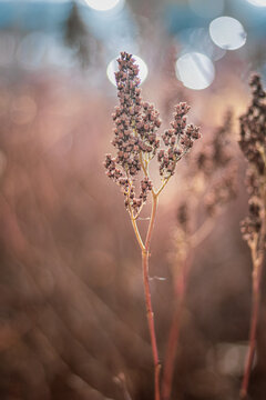Autumn shrub 
