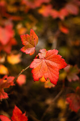 Red autumn leaves