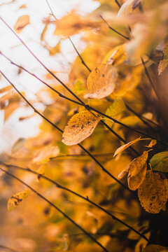 Autumn leaves on branches