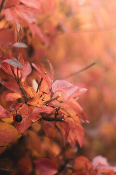 Red autumn leaves in the park