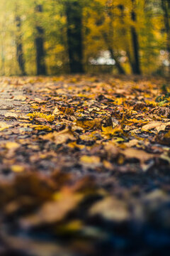 Autumn leaves on the road