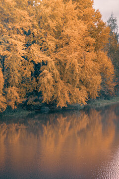 Autumn in the forest