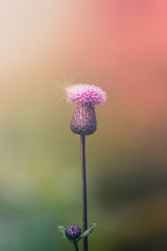 Close up of thistle