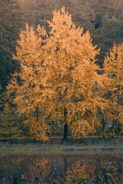 Autumn in the woods