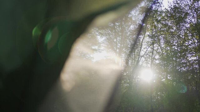 Sunbeam, view from inside the tent in the forest. Active rest, campground