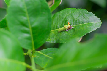 The closeup of fat green caterpillar is climbing on the green lemon leaf. It’s eating some food on green leaf in natural theme. It becomes a pupa before will be grow to the butterfly next.