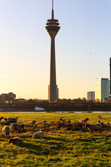 Fototapeta premium Sheeps during sunrise in front of the Rhintower in Duesseldorf 