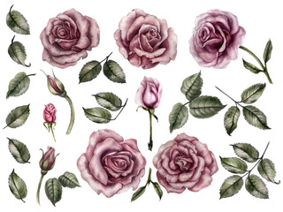 Watercolor pink roses set