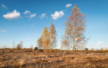 Obraz premium Autumn landscape with blue sky and birches. A lovely sunny day. Panoramic view.