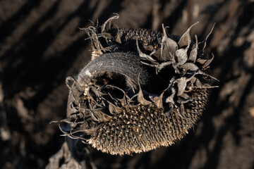 Dry sunflower basket on the field in autumn.
