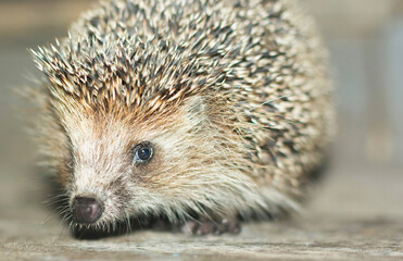 Portrait of a hedgehog. The hedgehog stands on wooden boards and looks forward. High quality photo