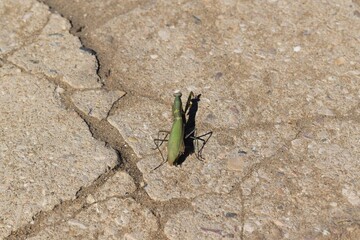 
A specimen of Praying Mantis on the ground