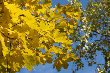 Autumn background landscape. Sunny autumn day maple foliage.