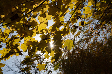 Autumn scenery with the sun shining through the gold leaves of a maple tree.