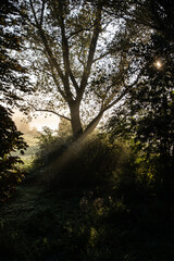 Sonnenstrahlen durch Blätterkrone