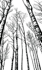 Hand drawn birch trees vector background. Illustration in sketch style. Nature template.