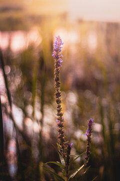 flower in the sunset ilght