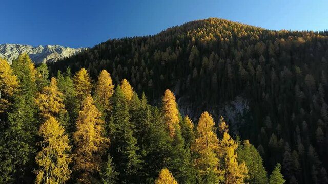 vue en descente verticale avec un drone en face d'une montagne couverte de m&eacute;l&egrave;zes jaunes et de conif&egrave;res au soleil couchant dans les alpes suisses